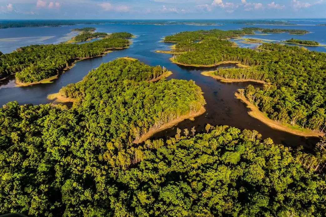 The forests of the Sepik river, in northern Papua New Guinea Image courtesy of Pacific Forest Alliance. Media file: april_salumei_hansen-2.jpg