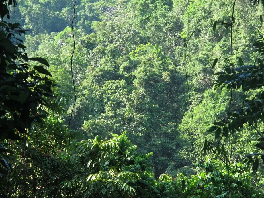 Rainforest near Wanang, Papua New Guinea, where research takes place for the Smithsonian Tropical Research Institute. Image by Sam Knight. Papua New Guinea, 2015. Media file: wanang_forest.jpg
