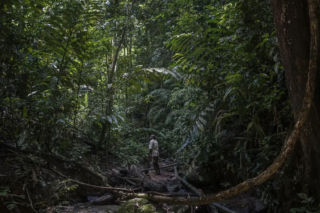 Johan Tahun pauses to search the canopy as he follows a plastic water pipe up the Tonduk River to the water source for the Batek. Although all the surrounding forest has been logged, this narrow corridor was left untouched by loggers. The problem is that a manganese mine opened in 2016 at the top of this watershed. The Batek believe that when it rains heavily, which is common in this rainforest, toxic waste from the mine wash into this ravine and contaminate their water—and they believe that mine contamination triggered the mysterious illness that claimed 16 lives in their tight community. Image by James Whitlow Delano. Malaysia, 2019. Johan Tahun pauses to search the canopy as he follows a plastic water pipe up the Tonduk River to the water source for the Batek. Although all the surrounding forest has been logged, this narrow corridor was left untouched by loggers. The problem is that a manganese mine opened in 2016 at the top of this watershed. The Batek believe that when it rains heavily, which is common in this rainforest, toxic waste from the mine wash into this ravine and contaminate their water—and they believe that mine…