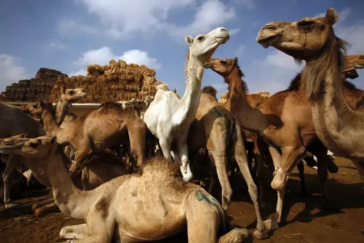 Camels wait to be bought and sold at the camel market in Birqesh, near Cairo, Egypt, May 15, 2008. Camel traders come to this small town from as far away as Somalia and Sudan to sell their camels. Camels are beasts of burden throughout North Africa and the Middle East, used for transportation, farm work, racing and entertaining tourists. They are also raised for their milk, meat, hide and wool. Image by Holly Pickett/Redux. Egypt, 2008. Media file: 12-11-camel-01.jpg