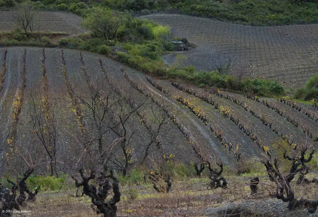 French vintners can cope if temperatures are kept within 1.5-2 degrees C above preindustrial temperature. Image by Dan Grossman. France, 2015. Media file: unnamed.jpg