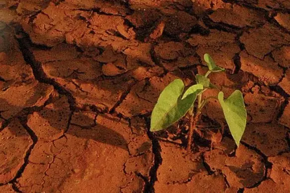 Twenty percent of computer simulations found a 50 percent or greater decline of agriculture by the end of the century. Image by Daniel Grossman. South Africa, 2010. Media file: drought.jpg