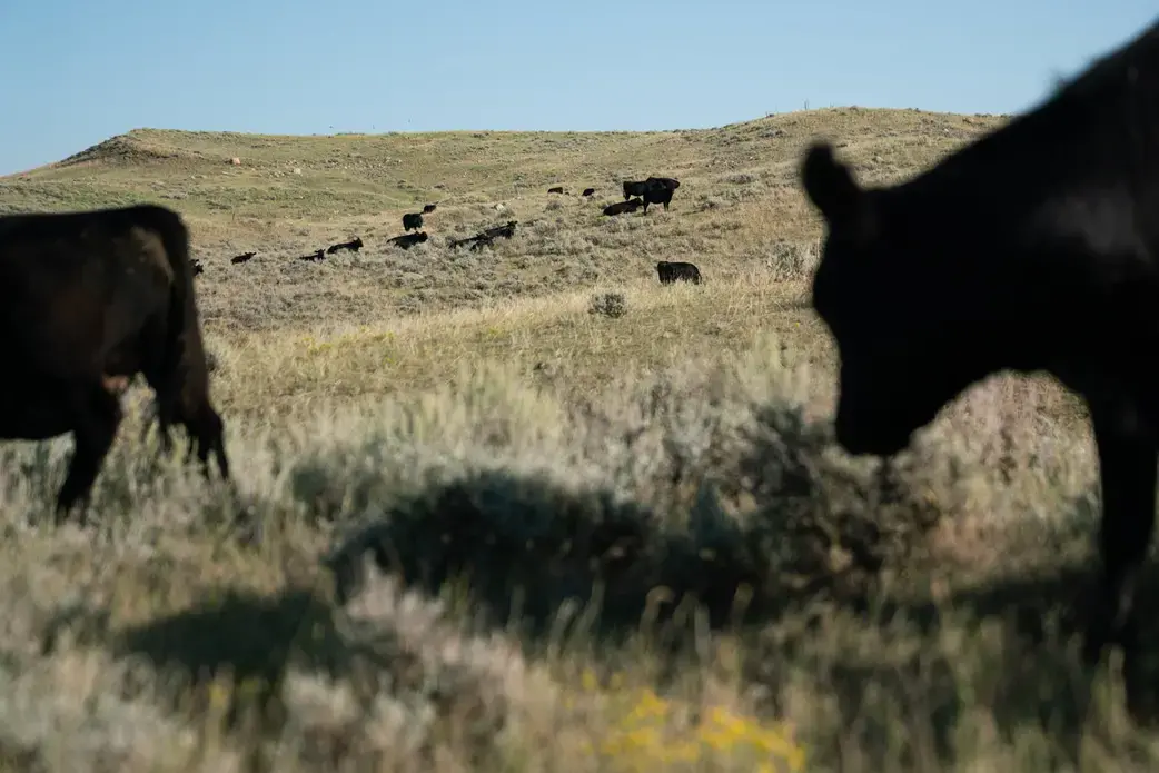 Conni and Craig French own C Lazy J Ranch in northeastern Montana. Conni is concerned about the American Prairie Reserve buying up ranchland to turn it into a wildlife sanctuary. Image by Claire Harbage / NPR. United States, 2019.