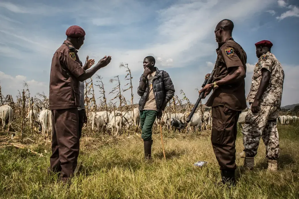Members of the Barkin Ladi division of the Vigilante Groups of Nigeria urge a young herder in October to keep his animals off farmland with crops in Barkin Ladi, Nigeria. Vigilantes here are volunteer peacekeepers. Image by Jane Hahn. Nigeria, 2018. Members of the Barkin Ladi division of the Vigilante Groups of Nigeria urge a young herder in October to keep his animals off farmland with crops in Barkin Ladi, Nigeria. Vigilantes here are volunteer peacekeepers. Image by Jane Hahn. Nigeria, 2018.