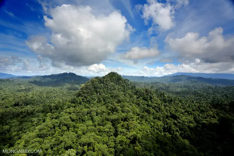 Climate negotiators in Paris have agreed that ending tropical deforestation is key to achieving global warming temperature reduction goals. Photo by Rhett A. Butler Media file: forest_image.jpg
