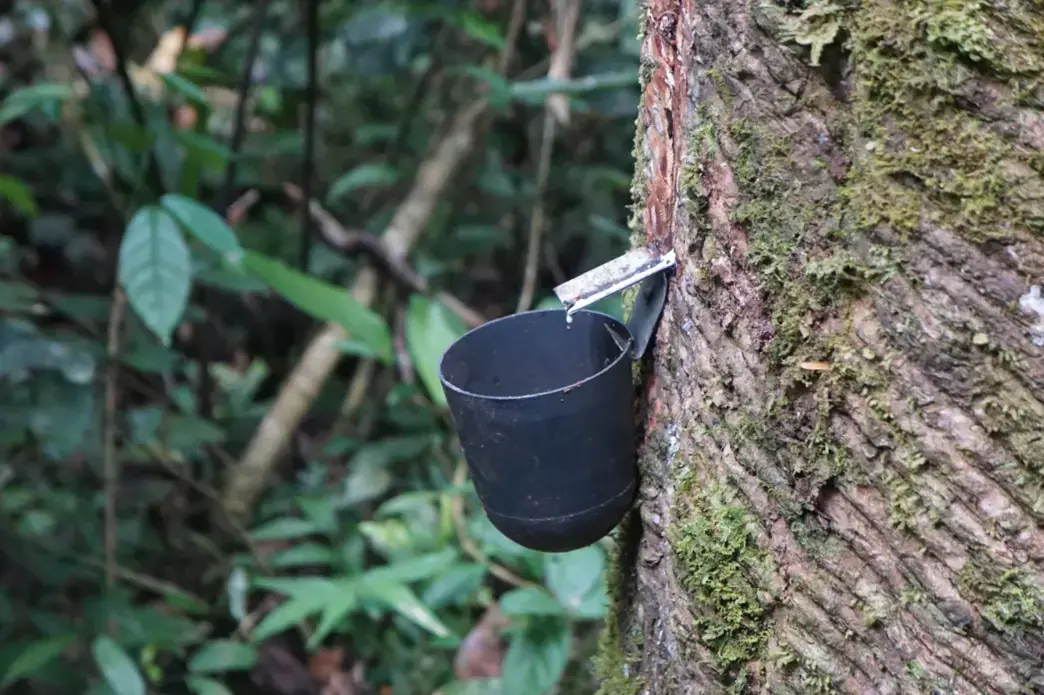 An example of a tapped rubber tree. Image by Esha Chhabra. Brazil, 2019. An example of a tapped rubber tree. Image by Esha Chhabra. Brazil, 2019.