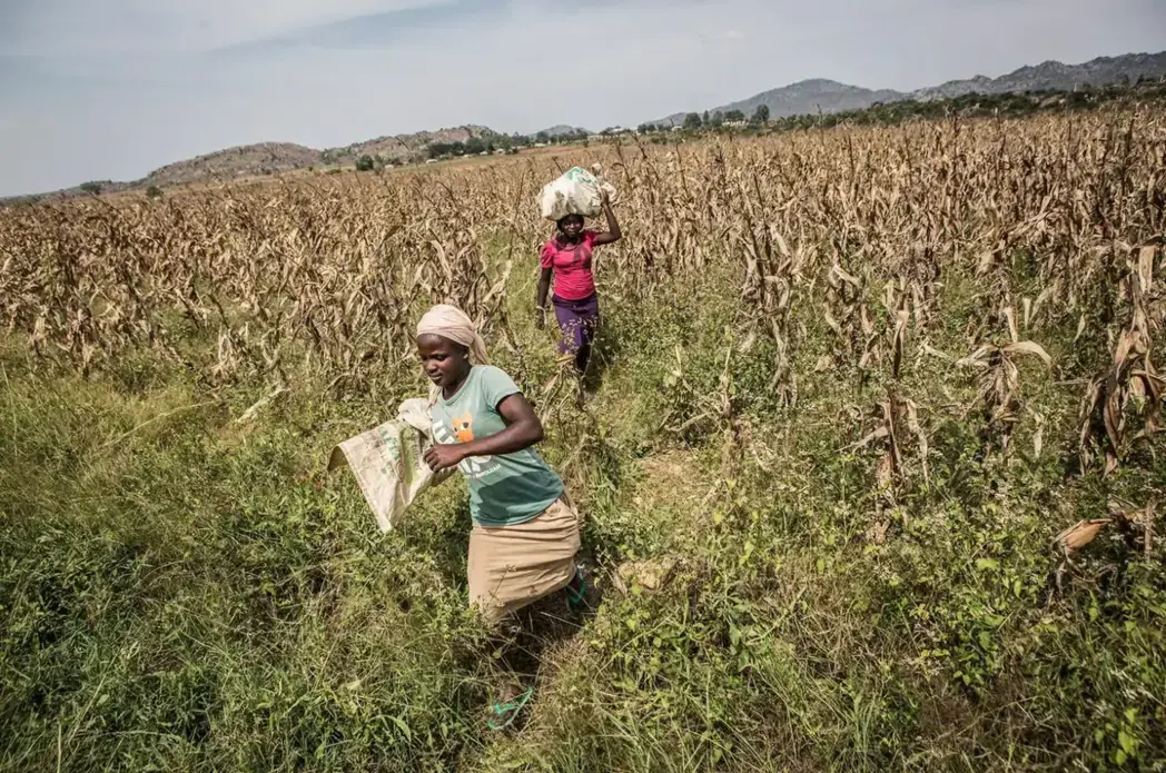 Farmers Cynthia Thomas, 15, and Rebecca Sylvanos, 31, carry bags of maize to their car in Barkin Ladi on Oct. 24. Image by Jane Hahn. Nigeria, 2018. Farmers Cynthia Thomas, 15, and Rebecca Sylvanos, 31, carry bags of maize to their car in Barkin Ladi on Oct. 24. Image by Jane Hahn. Nigeria, 2018.