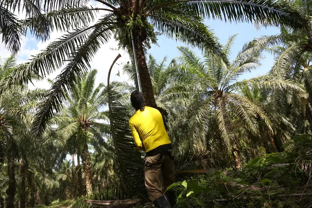 Image by Gabe Silverman. Colombia, 2014. Media file: colombiapulitzersplash.jpg