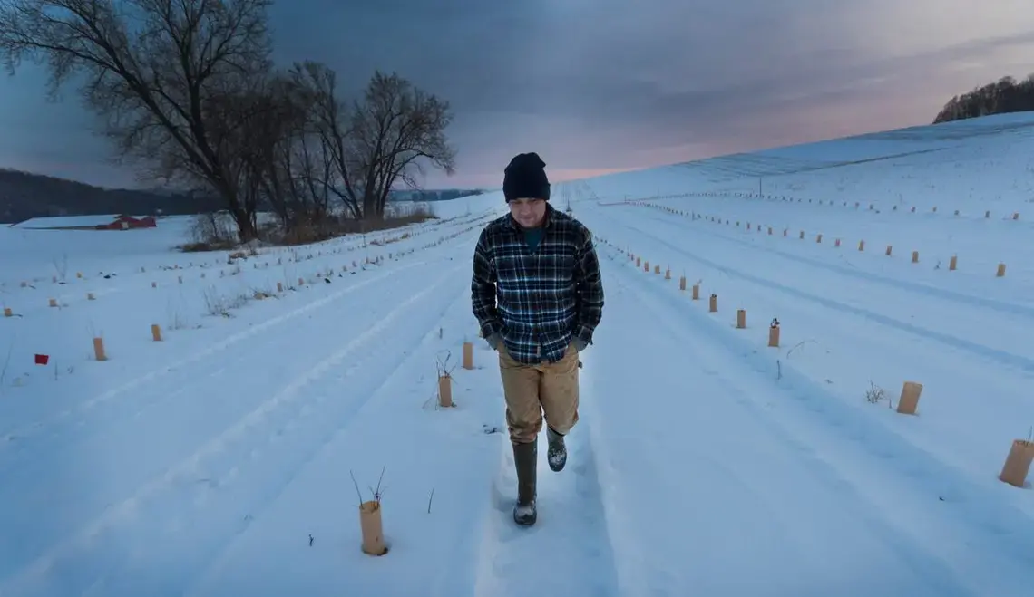 In about four years, Paul Jereczek hopes to be harvesting hazelnuts from the 1,000 bushes he planted on his family's farm in the Trempealeau County village of Dodge. Image by Mark Hoffman. United States, 2019. In about four years, Paul Jereczek hopes to be harvesting hazelnuts from the 1,000 bushes he planted on his family's farm in the Trempealeau County village of Dodge. Image by Mark Hoffman. United States, 2019.