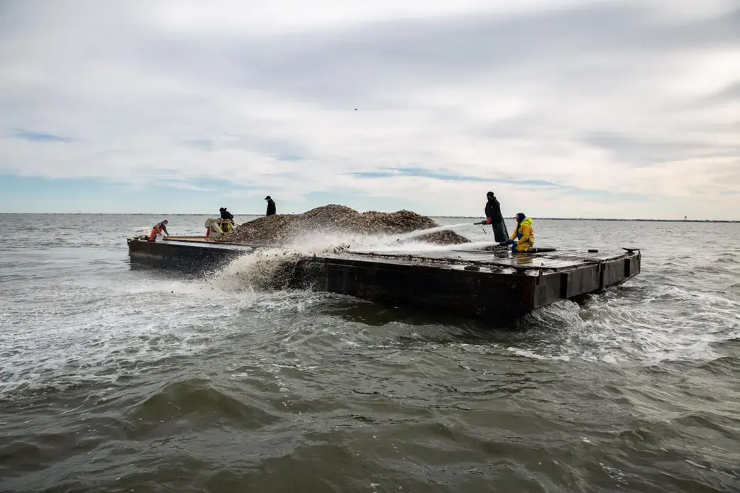 The oysters bought back—about 50 tons worth—were brought by barge to a designated restoration reef in Tuckerton Bay. Image by Susan Allen/Supporting Oyster Aquaculture and Restoration (SOAR). United States, 2020. The oysters bought back—about 50 tons worth—were brought by barge to a designated restoration reef in Tuckerton Bay. Image by Susan Allen/Supporting Oyster Aquaculture and Restoration (SOAR). United States, 2020.