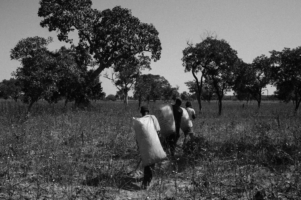 Carrying cotton to the collection point in Diongolo, Burkina Faso. Image by Jošt Franko. Burkina Faso, 2016 Carrying cotton to the collection point in Diongolo, Burkina Faso. Image by Jošt Franko. Burkina Faso, 2016