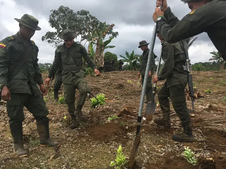 A police force eradicates replanted coca plants in southwestern Colombia in November. Image by Mariana Palau. Colombia, 2017.