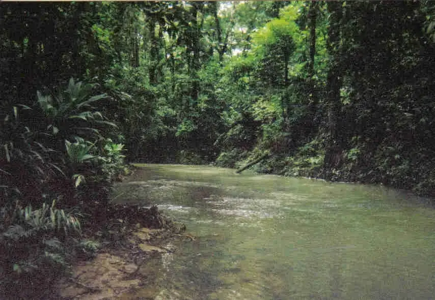 Rio Tapalwas, a tributary of the Rio Rus Rus, Reserva Biologica Rus Rus, Dept. Gracias a Dios, Honduras. 2003. Image by Josiah Townsend / flickr commons. Media file: honduras.jpg