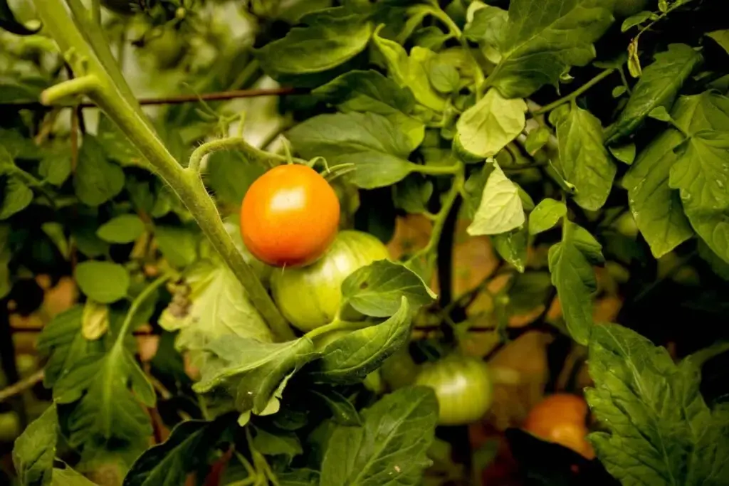 A ripe tomato waits on the vine at the Hanson/Kwan homestead in T5 R7 in the Unorganized Territories on Sept. 17, 2019. Image by Michael G. Seamans. United States, 2019.