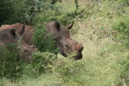 Horns are removed from white rhinos to deter poachers. A renewable resource, they grow back every two years and are being stockpiled with the hope that their sale may one day become legal. 1