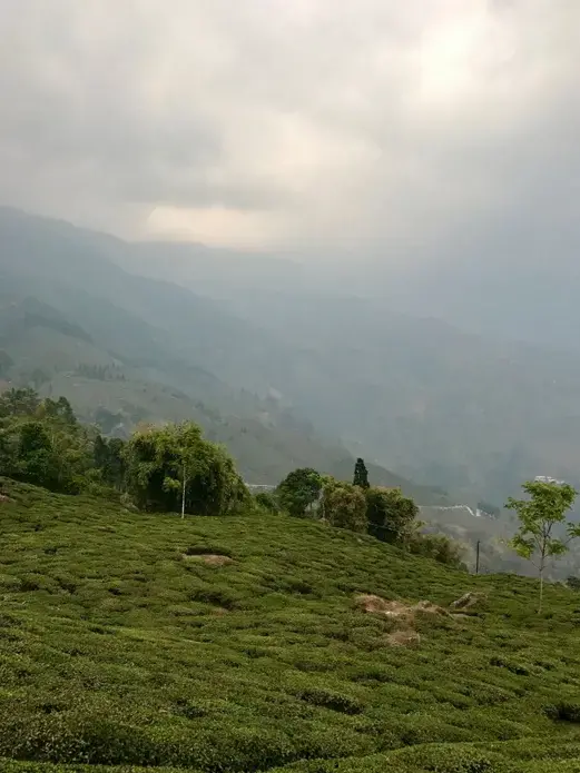 Tea gardens in Darjeeling. Image by Esha Chhabra. India, 2017.