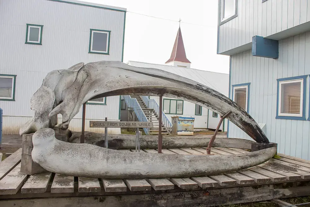 Bowhead whale skull in Utqiagvik, Alaska. Image by Amy Martin. Alaska, 2018.
