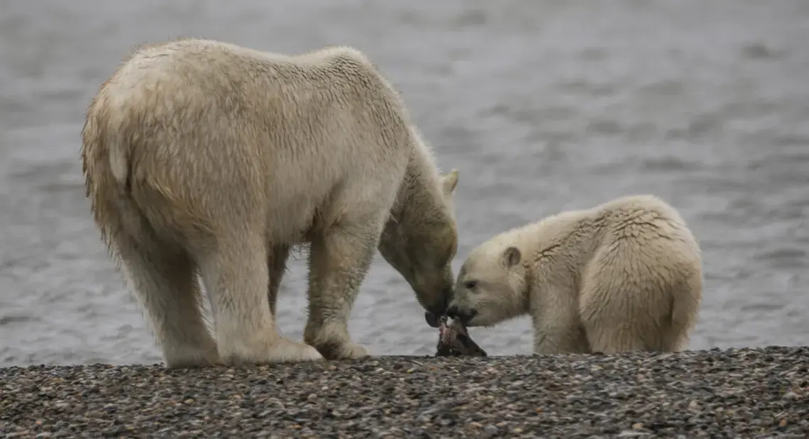 Mama bear and cub share a snack. Image by Nick Mott. United States, 2019.