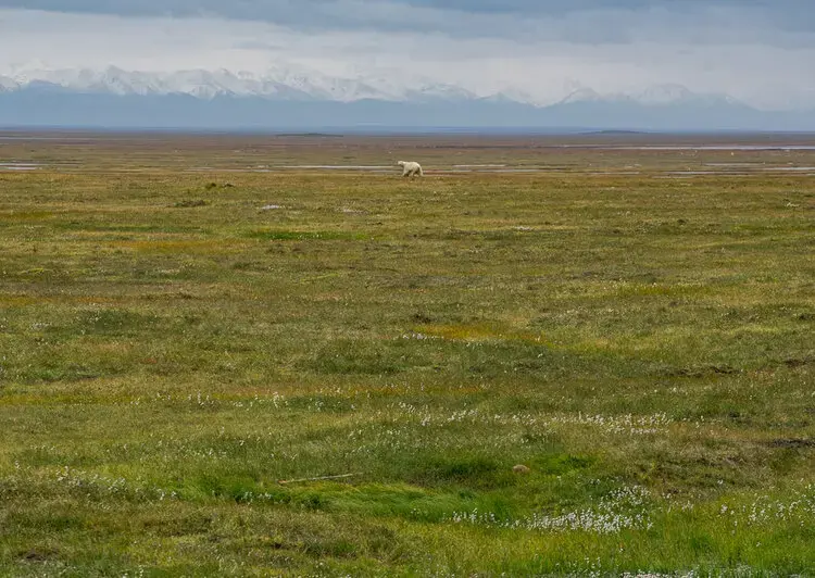 A polar bear ambles across a grassy plain. Image by Nick Mott. United States, 2019.