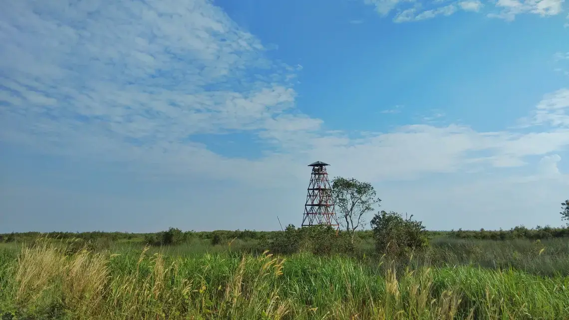 Palembang, South Sumatra—May 30, 2019. A watch tower stands guard against forest fire in South Sumatran peatland. Image by Slamet Mulyadi / Shutterstock. Indonesia, 2019.
