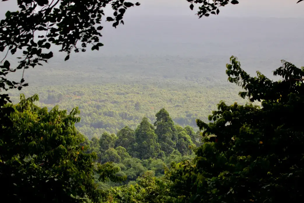 A view of the rainforest in the DRC. Image by Kiki Dohmeier / Shutterstock. Democratic Republic of the Congo, undated.