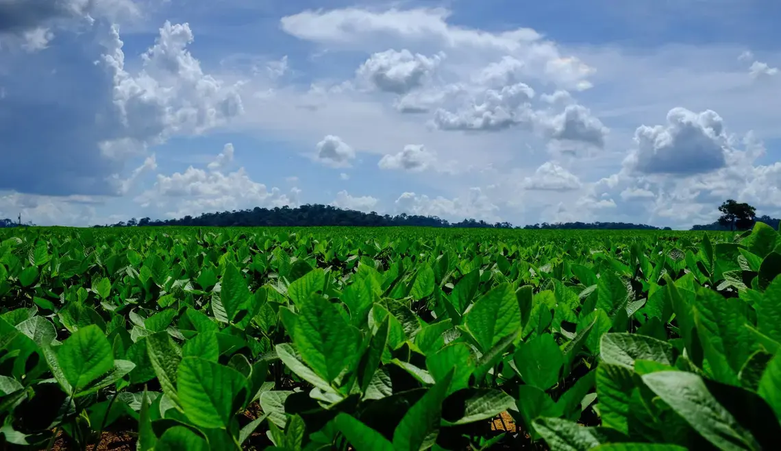 Soy plantations in a field in the outskirts of Sinop. In the horizon, one can see remnants of Amazon forest. Image by Melissa Chan. Brazil, 2019. Soy plantations in a field in the outskirts of Sinop. In the horizon, one can see remnants of Amazon forest. Image by Melissa Chan. Brazil, 2019.