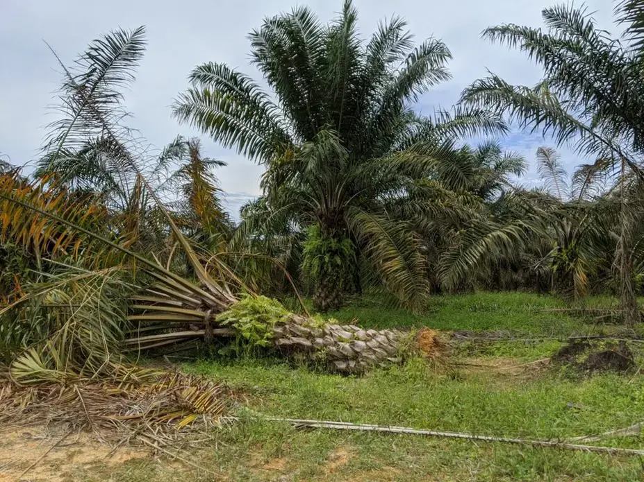 Oil palm damaged by elephants in Jemaluang, Johor. Image by YH Law. Malaysia, June 2020.