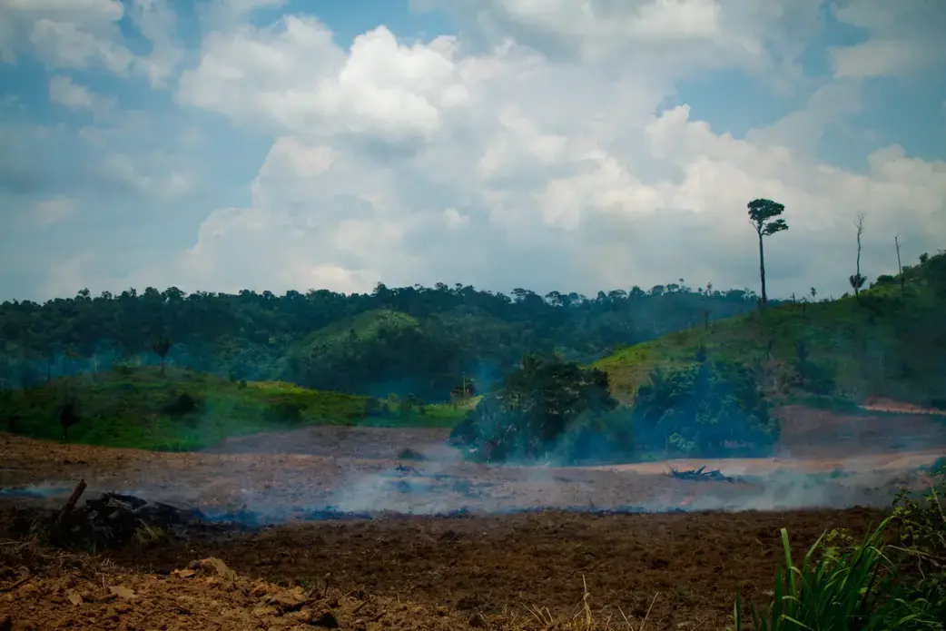 Deforestation on the livestock farm in the municipality of São Félix do Xingu, in Pará. Image by Marcio Isensee/Shutterstock. Brazil.