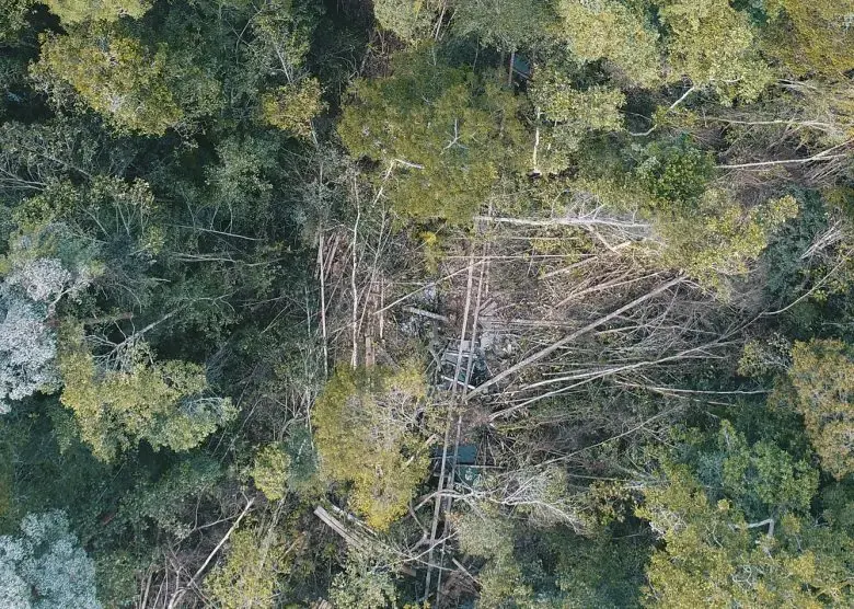 Illegal logging in East Kalimantan
