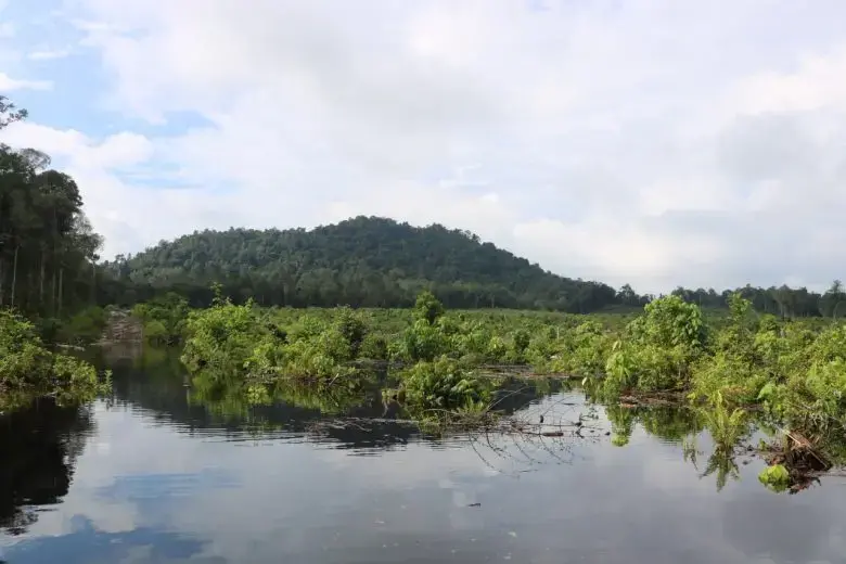 Hutan Pendidikan Universitas Tanjungpura memiliki tutupan hutan seluas 15.000 hektar, terdiri dari hutan lahan kering sekunder dan hutan rawa sekunder.