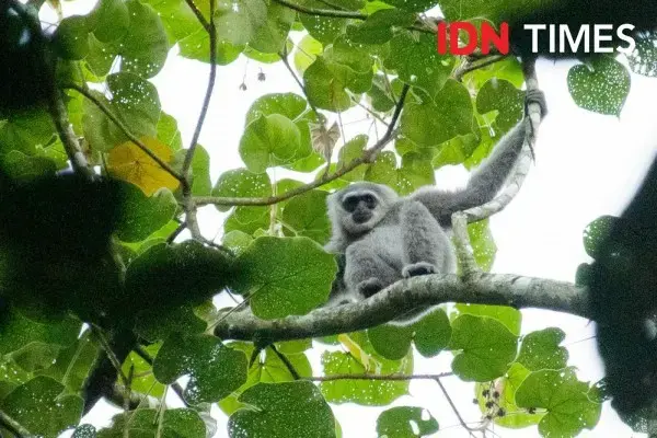 Photo by IDN Times/Dhana Kencana. Indonesia, 2020.