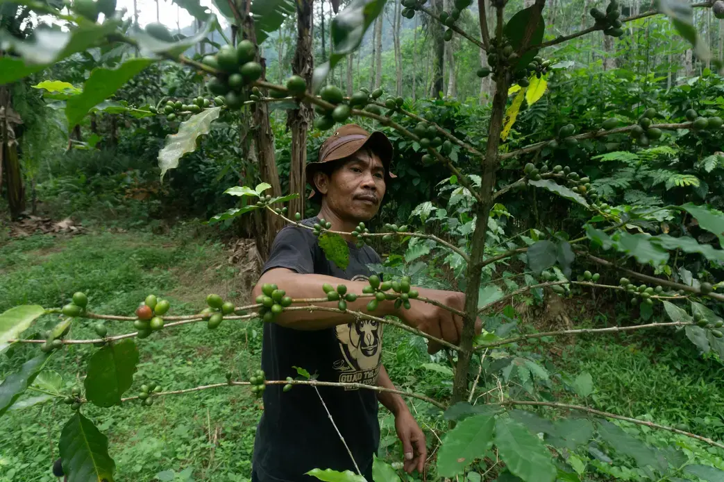 Farmer picks coffee beans from tree