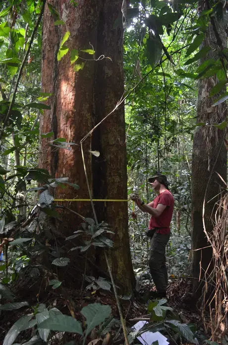 Wannes Hubau, a forest ecologist at the African Museum in Brussels, measures one of massive trees in a research plot at the Yangambi Research Station on the Congo River in the Democratic Republic of the Congo. He's using a foresters tape measure that converts the tree's circumference into the diameter, the figure he records on his data sheet.