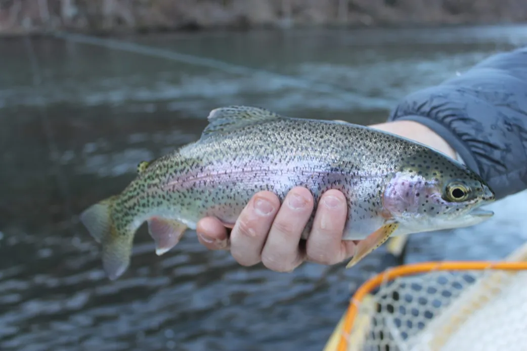 A trout at the Setzer Hatchery in Brevard. Emma Johnson / Carolina Public Press