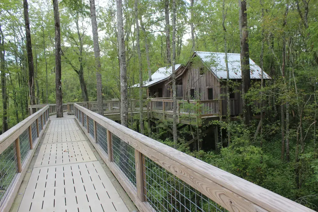 An elevated boardwalk leads to two treehouses built among the cypress canopy along the Cashie River.