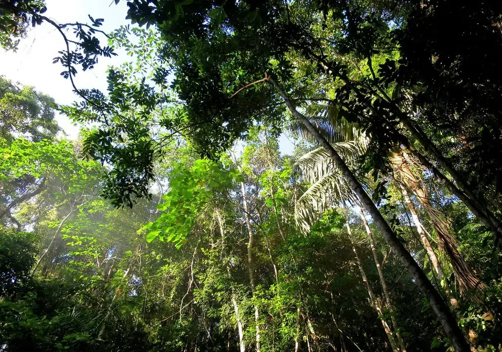 A forest near the tourist town of El Nido on Palawan island in the Philippines where the Palawan NGO Network Inc (PNNI) says illegal logging is rampant. Image by AFP/Karl Malakunas. Philippines, date unknown. A worm's eye view of a verdant forest.