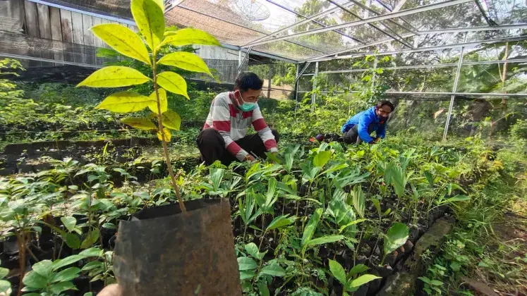 Two men crouch and check on tree seeds at a seedling nursery inside a greenhouse.