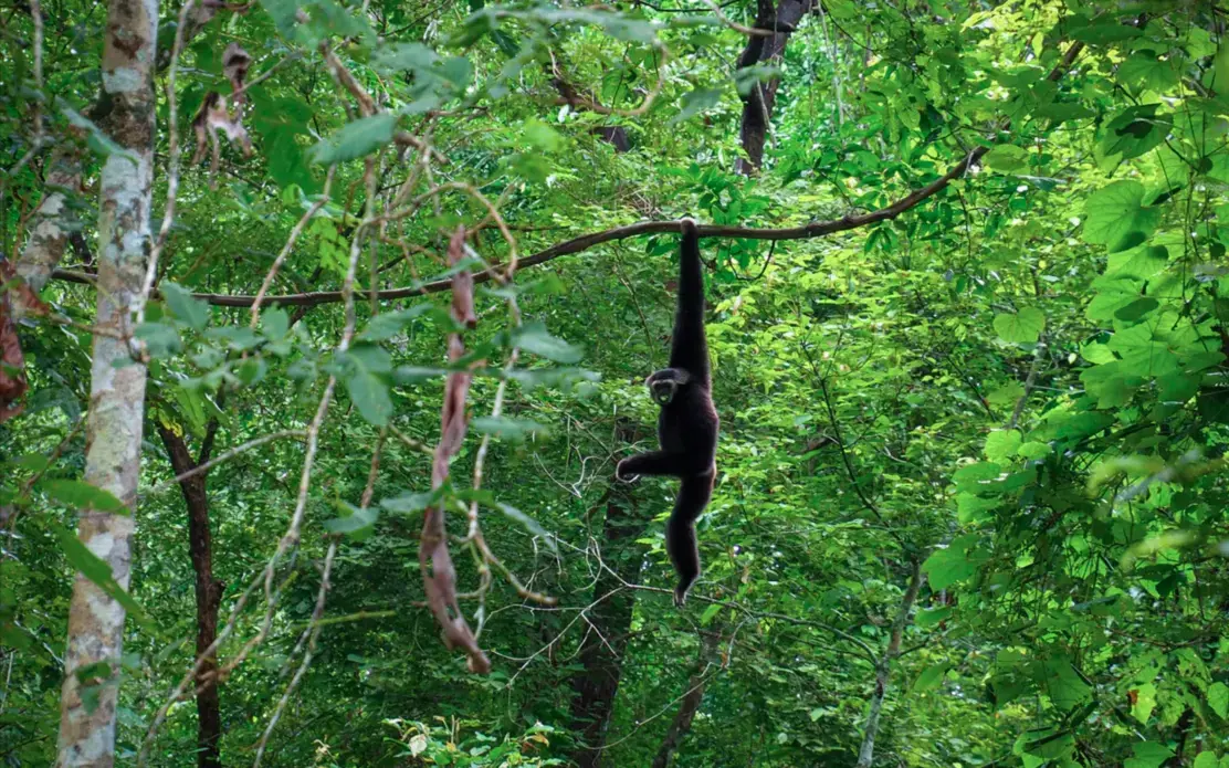 A crowned rhinoceros monkey hanging from a tree branch in the forest.