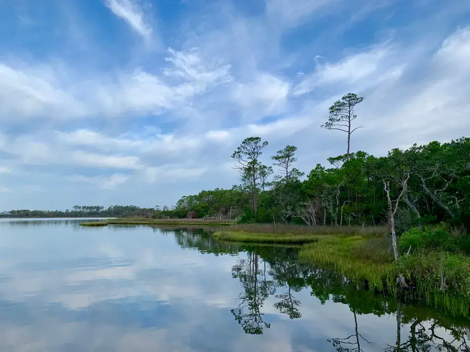 shutterstock_1469072426.jpeg Pine trees reflected in the quiet morning light in a coastal marsh.