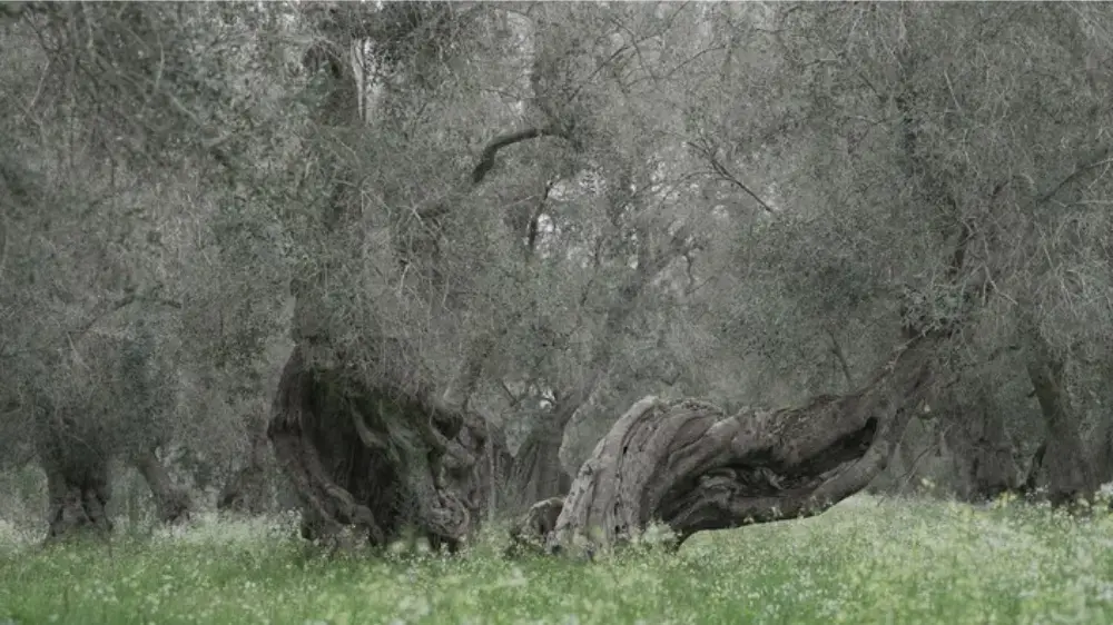 Agostino Project Image.png A 1000-year-old olive tree infected by Xylella fastidiosa.