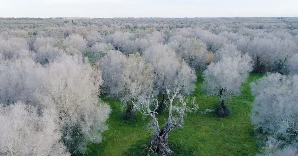 olive oil apocalypse.jpeg A field of dead olive trees, all many hundreds of years old, in Scorrano, Italy. By Stefano Petroni