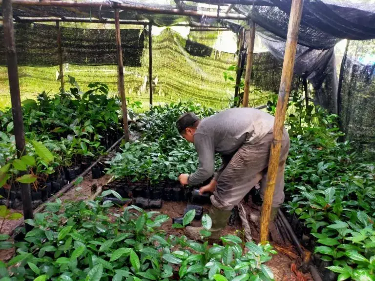 Indonesian farmer bends down to plant crops in a garden.
