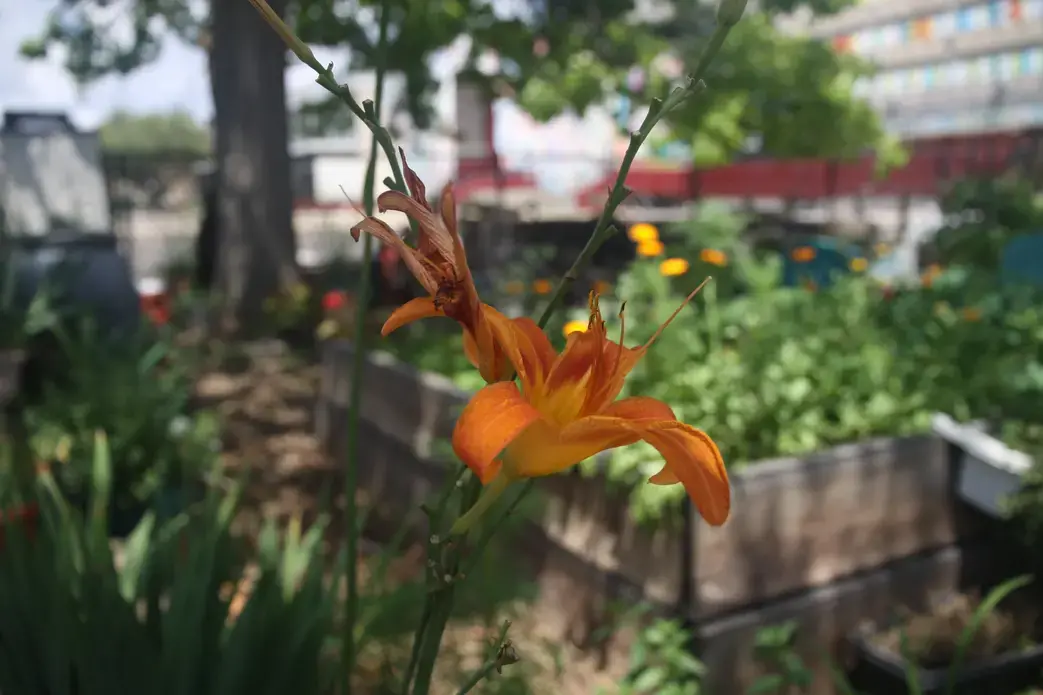 close up of orange flower