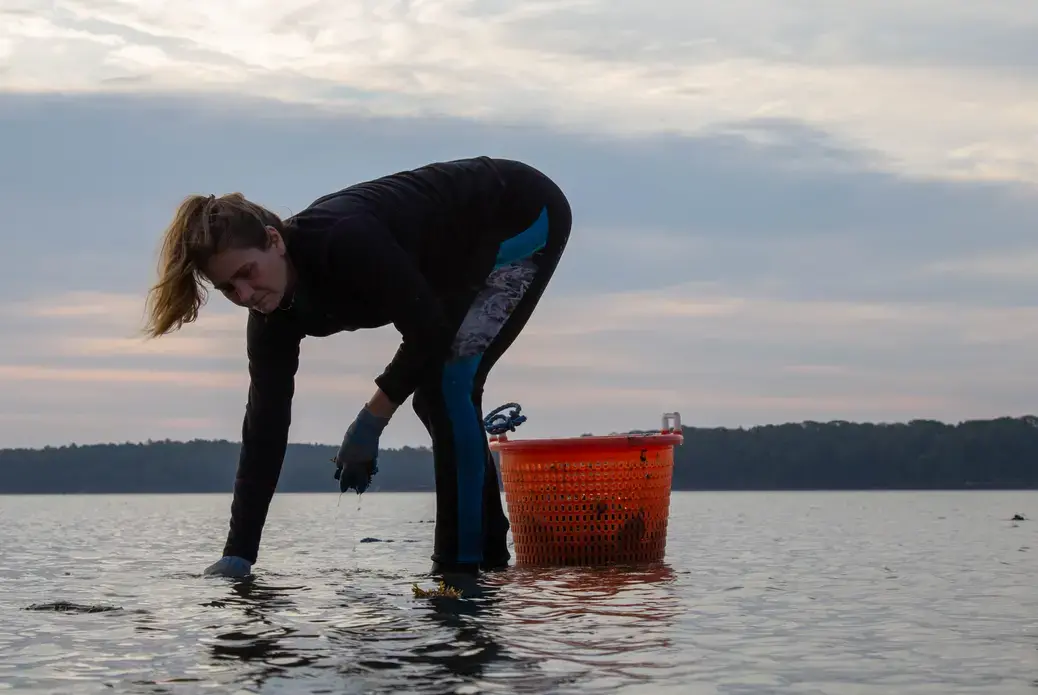 AMANDA_Terry-11.jpg woman collects oysters