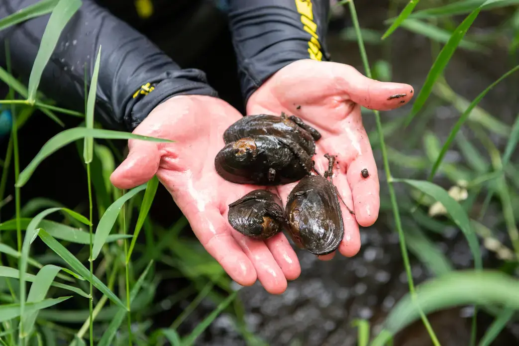 freshwater mussels in hands