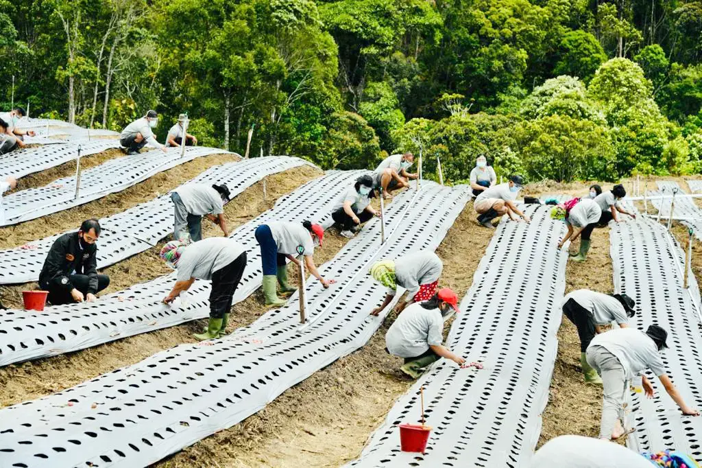 Development of a food estate area in Ria-Ria village.jpg Laborers crouch down in the sand between rows of plastic-covered commodities, working on the development of a food estate area in Ria-Ria village, Humbang Hasundutan, North Sumatra, October 2020.