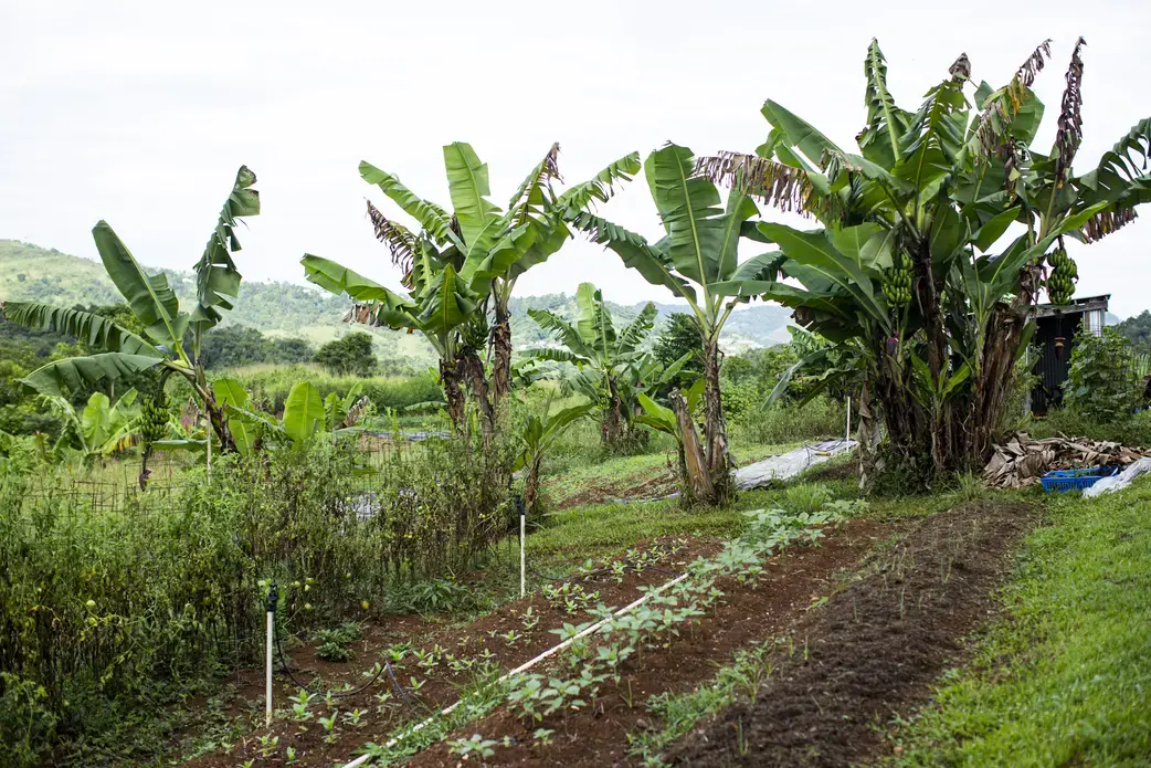 Food is grown at the Armonia en la Montañ farm in Aibonito, Puerto Rico