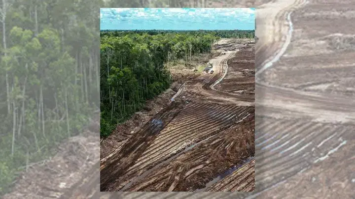 An aerial view of food estate developments in Indonesia.