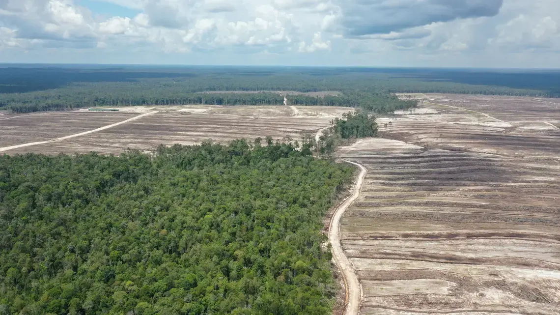 Photo of the food estate project in Gunung Mas, Central Kalimantan, late August 2021.