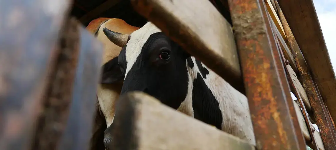 A cow looks out between two wooden planks
